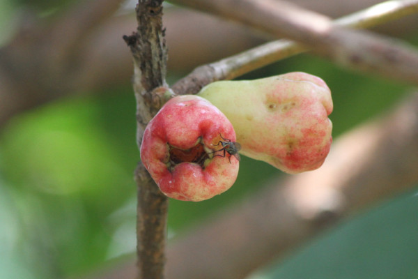 Syzygium samarangense