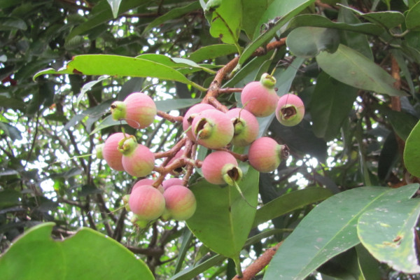 Syzygium pycnanthum