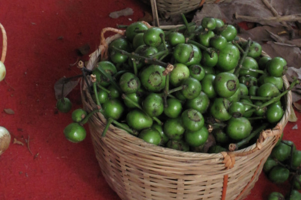 Syzygium polycephalum