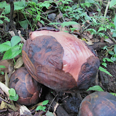 Rafflesia arnoldii
