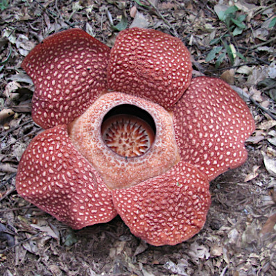 Rafflesia arnoldii