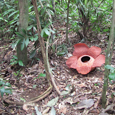 Rafflesia arnoldii