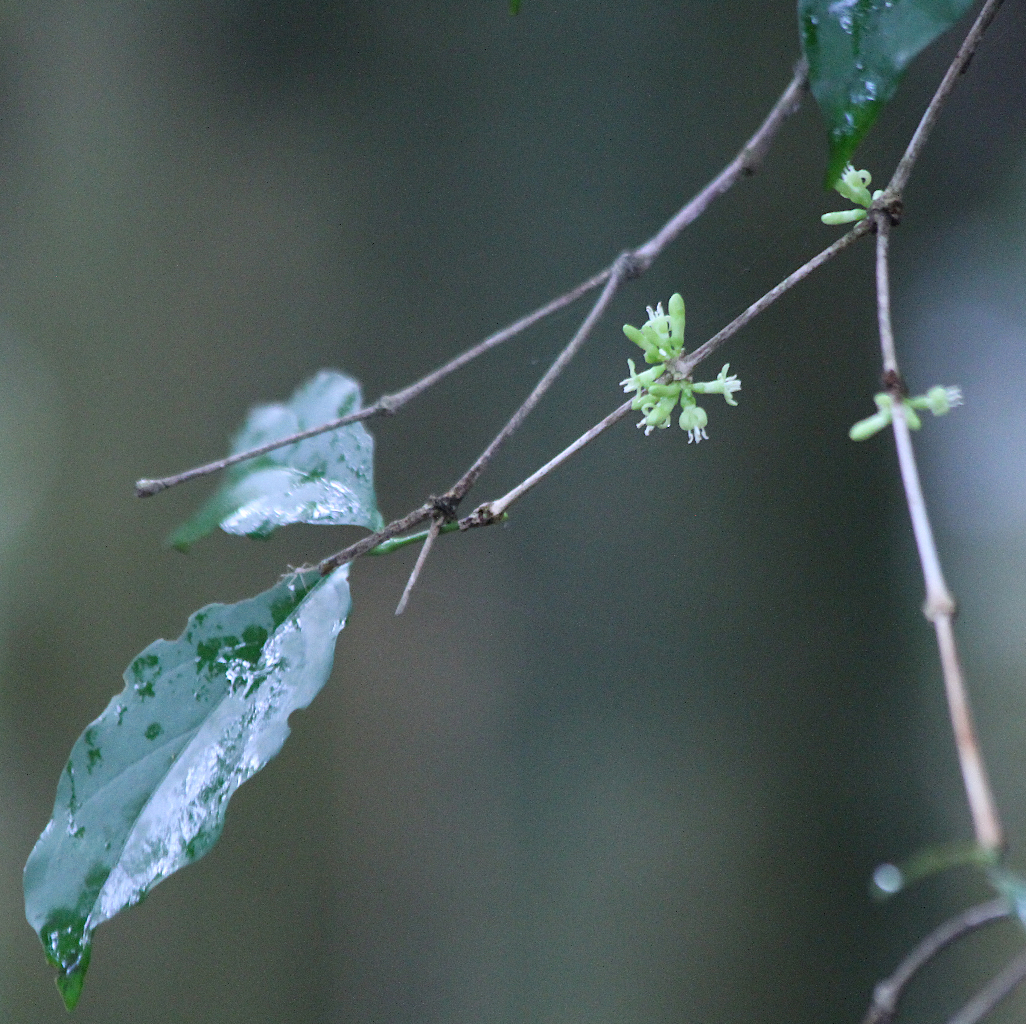 Diplospora singularis