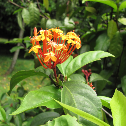 Ixora coccinea