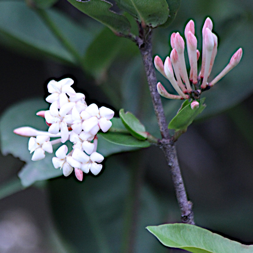 Ixora finlaysoniana