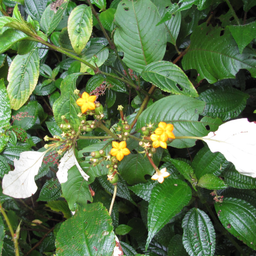 Mussaenda macrophylla