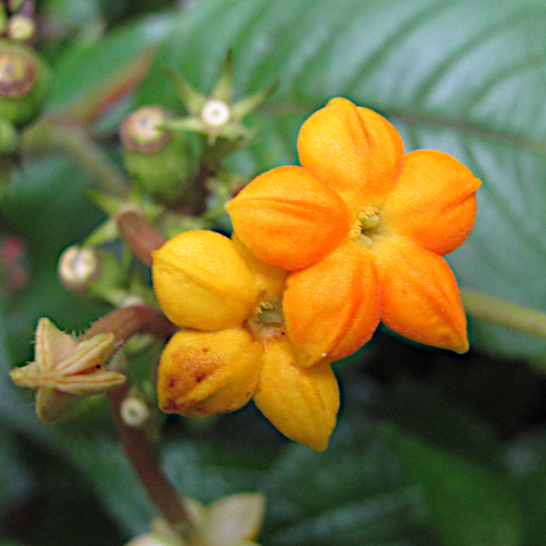 Mussaenda macrophylla