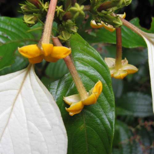 Mussaenda macrophylla