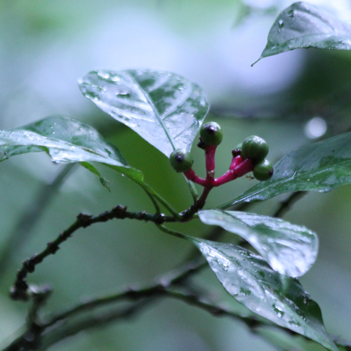 Psychotria curviflora
