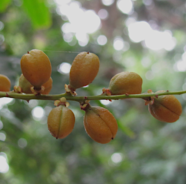 Dyctionerra acuminata
