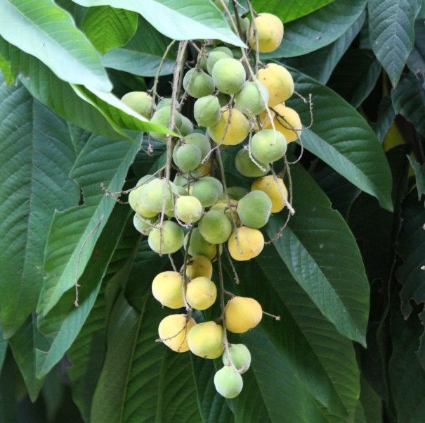 Euphorianthus longifolius
