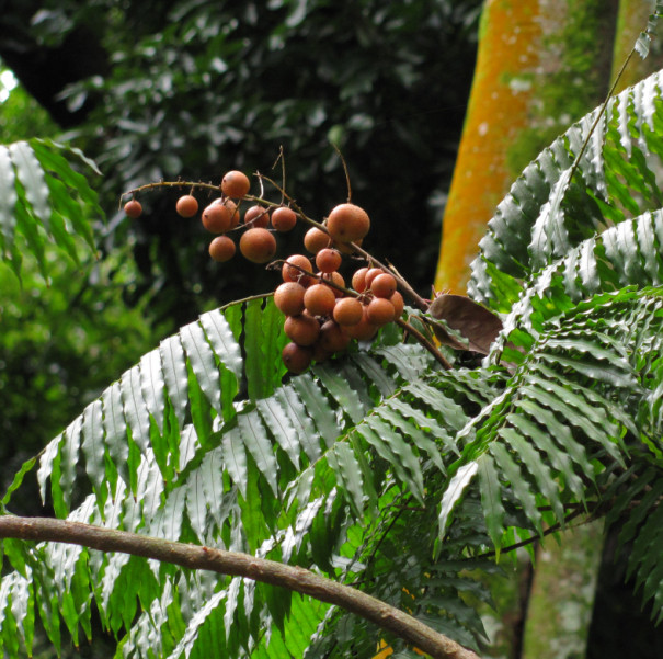 Harpullia sphaeroloba