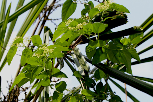 Cissus verticillata