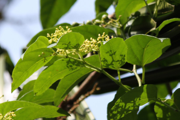 Cissus verticillata