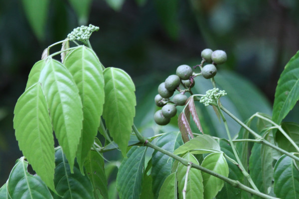 Leea indica
