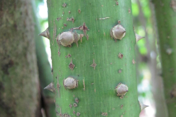 Leea aculeata