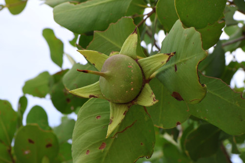 Image 3: Sonneratia alba