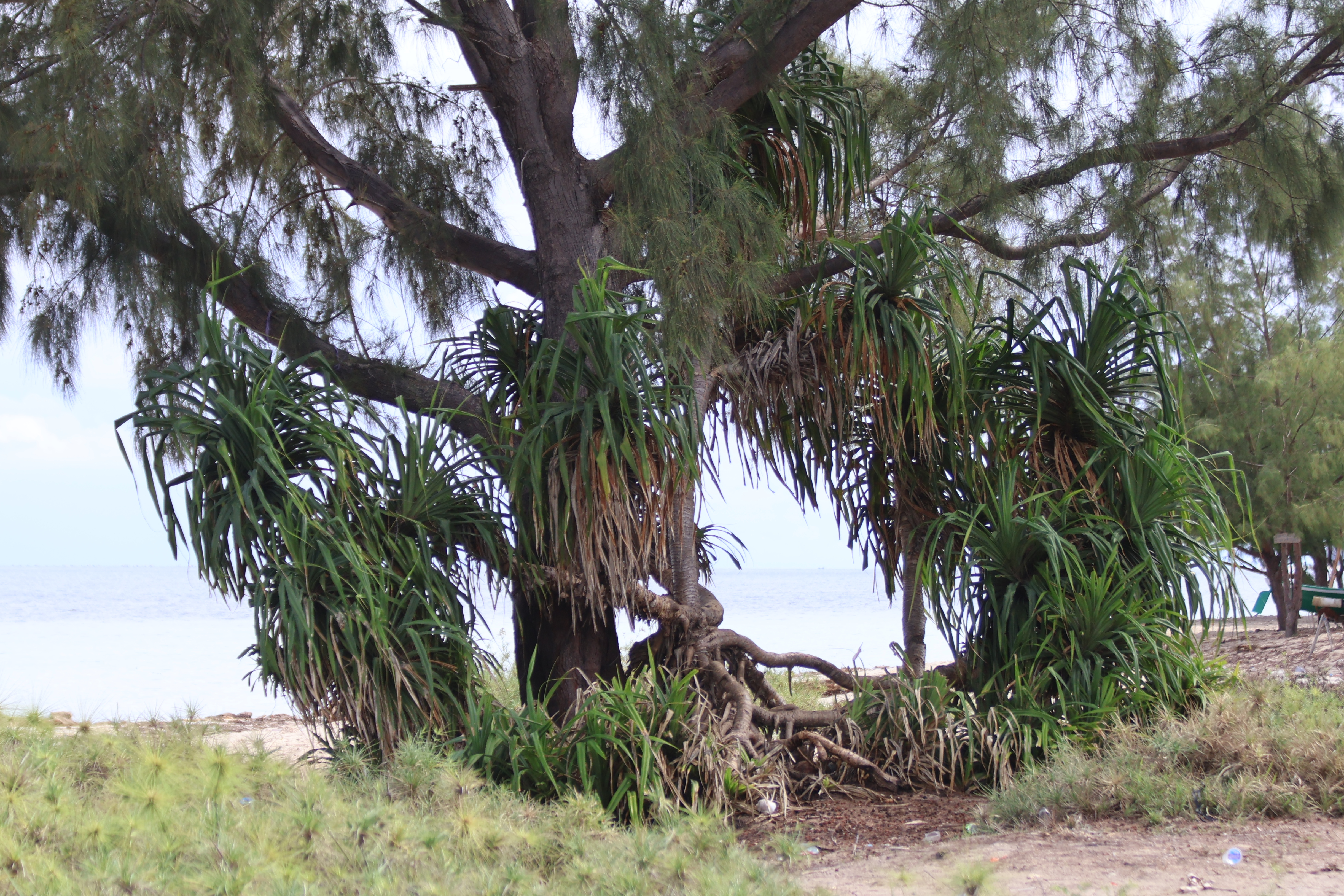 Image 2: Pandanus sp.