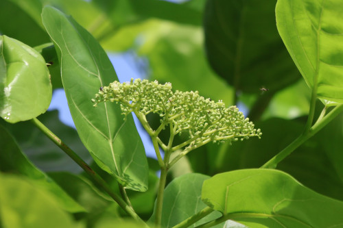 Image 3: Prena serratifolia