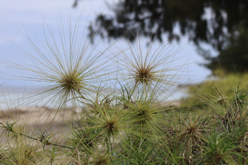 Image 1: Spinifex sp.